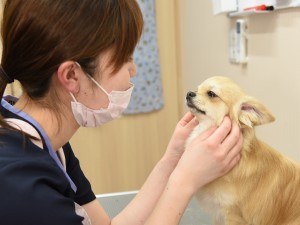 株式会社苅谷動物病院グループ（市川総合病院） 動物病院の受付／未経験歓迎／完全週休2日制／残業月平均10h