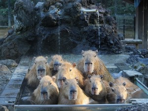 公益財団法人　埼玉県公園緑地協会 埼玉県が運営する公園の設備職／年休122日／実務未経験可