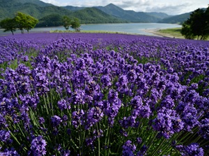 南富良野町 地域おこし協力隊／賞与4.6カ月分／家賃補助あり／副業OK