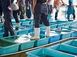 天慶ジャパン株式会社 鮮魚の仕入れスタッフ／豊洲でバイヤーデビュー！月給36万以上