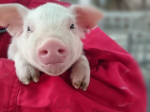 有限会社森のポーク ＼動物好き歓迎！／養豚場の飼育管理┃完全週休2日┃残業ほぼ0