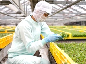 株式会社サラダコスモ 生産管理／未経験歓迎／44年連続黒字経営／賞与2回・手当充実
