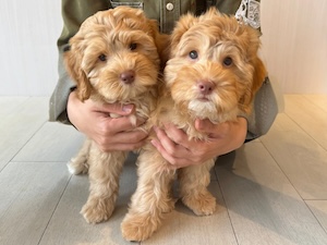 株式会社レイクウッズガーデン ワンちゃんの飼育・販売スタッフ／未経験歓迎／賞与2回／残業少