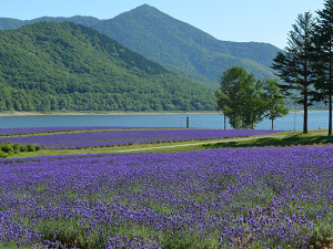 南富良野町 地域おこし協力隊／賞与4.6カ月分／家賃補助あり／副業OK