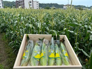 株式会社Ａｇｒｉｓｔ Webマーケティング／土日祝休み／月給30万円以上／転勤なし