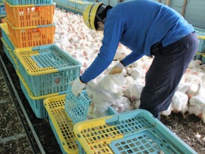 マルイ運輸株式会社 養鶏場の捕鳥スタッフ／未経験歓迎／月収40万円以上可／賞与有