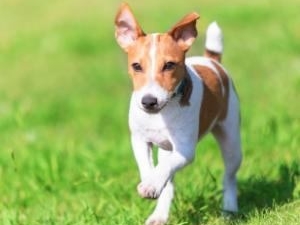 株式会社アスコ(サーラグループ) 動物用医薬品の企画営業