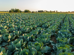 サンケイ化学株式会社【福証上場】 農業・林業を支える営業職／未経験歓迎／賞与年2回／土日祝休み