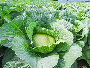 株式会社ＫＯＭＰＥＩＴＯ 営業職／中部エリア／基本は在宅勤務／未経験大歓迎