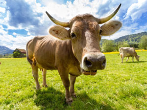 株式会社ワイピーテック(三洋貿易グループ) 飼料専門商社の営業職／年休125日／完全週休2日制／残業少