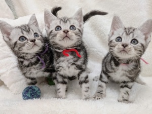 株式会社Ｃｏｏ＆ＲＩＫＵ東日本 ペットショップ店員／月給25万円以上／未経験歓迎／学歴不問　