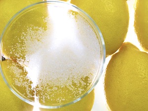 磐田化学工業株式会社 製造職／未経験歓迎／年休125日以上／残業月10時間未満