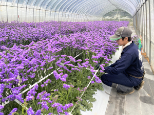 深川市（地域おこし協力隊） 農業支援員／未経験歓迎／家賃補助月3万円／賞与4.6カ月分