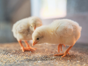 有限会社藤橋家ひよこファーム(藤橋家グループ) ヒヨコの飼育スタッフ／未経験歓迎／コツコツ作業／社員割引あり