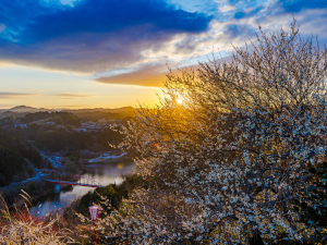株式会社梅屋(丸大食品株式会社のグループ会社) 梅干し製造／管理職候補／残業月10h／賞与年2回／長期連休有