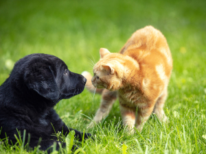 株式会社企画海 ペット関連と物流関連の総合職／月給27.8万円超／未経験歓迎