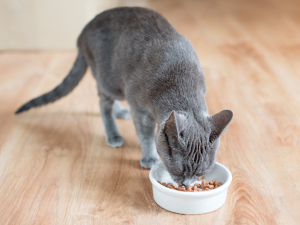 アイリスオーヤマ株式会社 商品開発（ペットフード）／企画から量産立上げまで一貫して担当