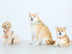 株式会社ブルシー 中国語を活かす生産管理職（企画提案）／土日祝休・時差出勤あり