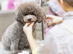 学校法人２１世紀アカデメイア トリマー常勤教員（学校職員）／年休121日／月給28万円～可