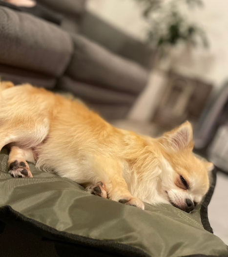 犬との生活で広がった、ライフスタイルとドッグファッション