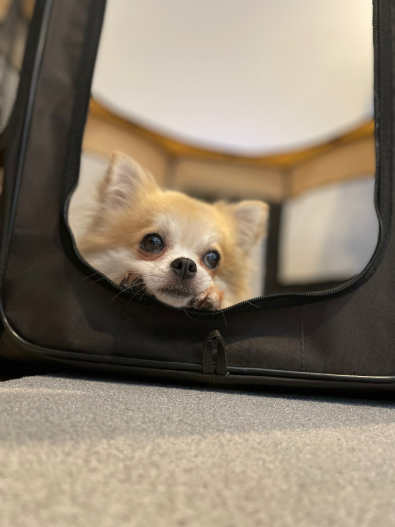 犬との生活で広がった、ライフスタイルとドッグファッション